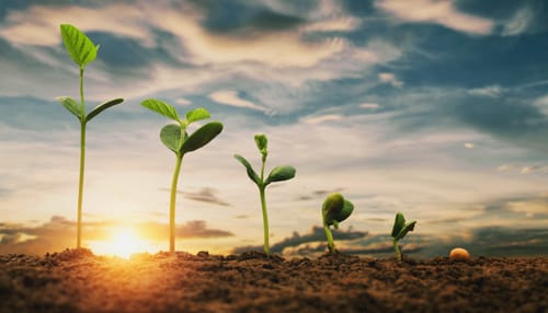 Taproot - der Keim für bessere Bitcoin-Anwendungen