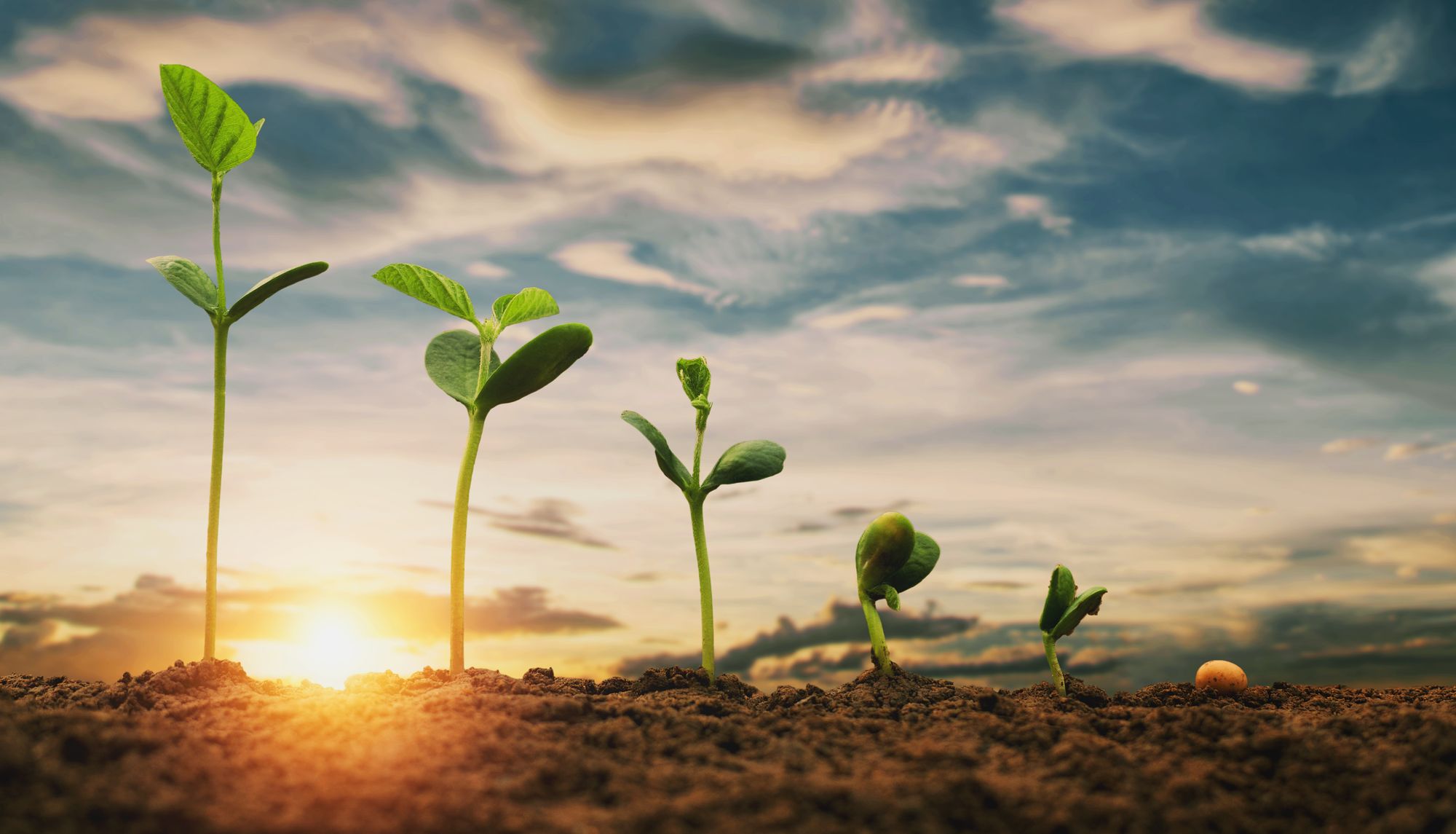 Taproot - planting the seeds for Bitcoin applications